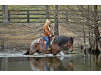 Tango is the Perfect Beginner horse Gentle & Broke For Anyone!