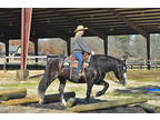 Gorgeous Black Friesian Cross English/Western Gentle for Anyone!