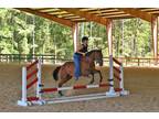 Sinatra, Bombproof Reining & Ranch Gelding By Spooks Gotta Whiz!