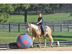 Gentle talented and royally bred Palomino Versatile & Broke For Anyone!