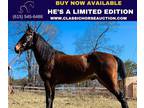 Registered Tennessee Walking Horse