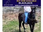 Beginner Ready Black Twh Gelding
