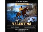 Valentina~Gentle*Fun*All Around Show/Family/Lesson/Ranch/Trail QH Mare