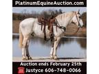 Talented Jumper, Beginner Safe, Trail Horse, Online Auction!