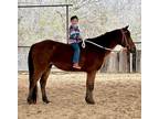 Riding and Driving Bay Pony