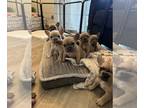 French Bulldog PUPPY FOR SALE ADN-843795 - Frenchie Fluffy Carriers