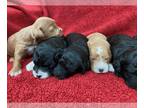 Poodle (Miniature)-Springerdoodle Mix PUPPY FOR SALE ADN-843754 - Sproodles or