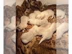 English Cream Golden Retriever PUPPY FOR SALE ADN-843732 - Light colored golden