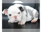 English Bulldog PUPPY FOR SALE ADN-843728 - Amazing quality English Bulldog