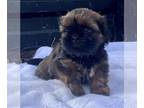 Shih Tzu PUPPY FOR SALE ADN-843680 - AKC Shih Tzu puppies