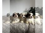 Maltipoo PUPPY FOR SALE ADN-843657 - Teddy Bear Puppies