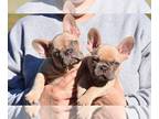 French Bulldog PUPPY FOR SALE ADN-843649 - French bulldogs UK LINES
