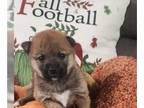 Shiba Inu PUPPY FOR SALE ADN-843645 - Shiba Inu