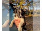 Border Collie-Papillon Mix PUPPY FOR SALE ADN-843622 - Hybrid Mini Border Collie