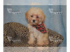 Poodle (Toy) PUPPY FOR SALE ADN-843604 - AKC MICRO TCUP REMY