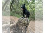 German Shepherd Dog PUPPY FOR SALE ADN-843603 - Akc German Shepherd Female