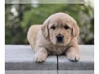 Golden Retriever PUPPY FOR SALE ADN-843596 - PURE BRED GOLDEN RETRIEVER PUPPY