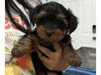 Yorkshire Terrier PUPPY FOR SALE ADN-843572 - Yorkie male tote 2