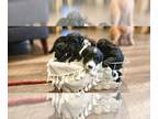 Goldendoodle PUPPY FOR SALE ADN-843785 - Goldendoodle