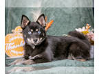 Pomsky PUPPY FOR SALE ADN-843739 - Stunning Litter of Pomsky Puppies