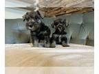 Schnauzer (Miniature) PUPPY FOR SALE ADN-843695 - Schnauzer Mini Centennial Co