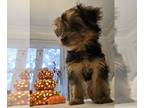 Yorkshire Terrier PUPPY FOR SALE ADN-843656 - Nicole Yorkie