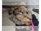 Chinese Shar-Pei PUPPY FOR SALE ADN-843595 - Novas babies