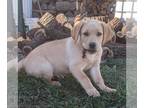 Labrador Retriever PUPPY FOR SALE ADN-843793 - Labrador Retriever
