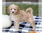 Cockapoo PUPPY FOR SALE ADN-843792 - F1 Cockapoo