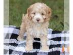 Cockapoo PUPPY FOR SALE ADN-843790 - F1 Cockapoo