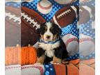 Bernese Mountain Dog PUPPY FOR SALE ADN-843780 - AKC Bernese Mountain Dog Puppy