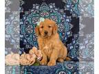 Golden Retriever PUPPY FOR SALE ADN-843774 - ACA Reg Golden Retriever Puppy