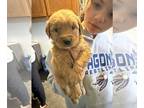 Golden Retriever PUPPY FOR SALE ADN-843761 - 4boys 2 girls