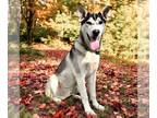 German Shepherd Dog-Siberian Husky Mix PUPPY FOR SALE ADN-843759 - Skunk