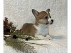 Pembroke Welsh Corgi PUPPY FOR SALE ADN-843751 - ACA Registered Pembroke Welsh