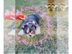 English Bulldog PUPPY FOR SALE ADN-843741 - AKC English Bulldog Prada Tri Lilac