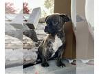 Buggs PUPPY FOR SALE ADN-843737 - Snickers