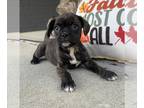 Buggs PUPPY FOR SALE ADN-843736 - Cookie