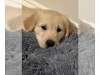 Golden Retriever PUPPY FOR SALE ADN-843735 - AKC registered champion bloodlines