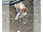 English Cocker Spaniel PUPPY FOR SALE ADN-843733 - Full blood ECS puppies