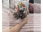 Chihuahua PUPPY FOR SALE ADN-843731 - BEAUTY Males