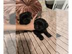 Shih Tzu PUPPY FOR SALE ADN-843730 - BLACK Male and female