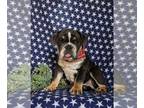 English Bulldog PUPPY FOR SALE ADN-843724 - Handsome English Bulldog Puppy