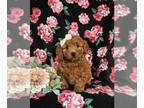 Goldendoodle (Miniature) PUPPY FOR SALE ADN-843721 - Hypoallergenic Mini