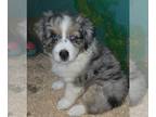 Australian Shepherd PUPPY FOR SALE ADN-843693 - Blue Merle Female Aussie