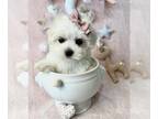 Maltese PUPPY FOR SALE ADN-843689 - Teacup Malteses