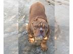 American Bully PUPPY FOR SALE ADN-843679 - American bully