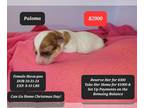 Poovanese PUPPY FOR SALE ADN-843677 - Beautiful Havapoo PYMNTs Available