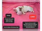 Poovanese PUPPY FOR SALE ADN-843676 - Beautiful Havapoo PYMNTs Available