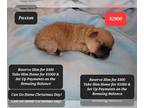 Poovanese PUPPY FOR SALE ADN-843674 - Handsome Havapoo PYMNTs Available